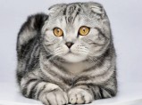 вислоухие котята / Ртищево